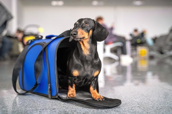 American Airlines Grounds Emotional Support Animals