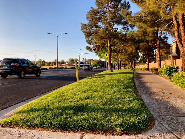 Las Vegas Pushes to Become First to Ban Ornamental Grass