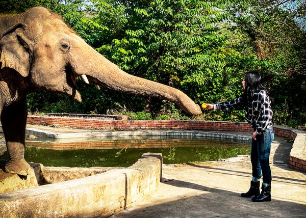 Cher's Star Power Helps Rescue the 'Loneliest Elephant'