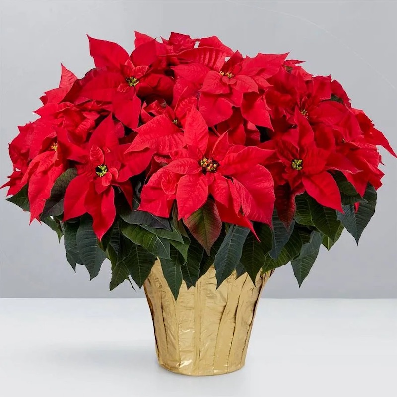 Red Poinsettia Floor Plant, $130