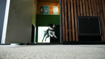 Rome's Airport Opens Luxurious Dog Hotel With Pampering Services