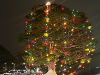News Briefs: Holiday tree lightings usher in season