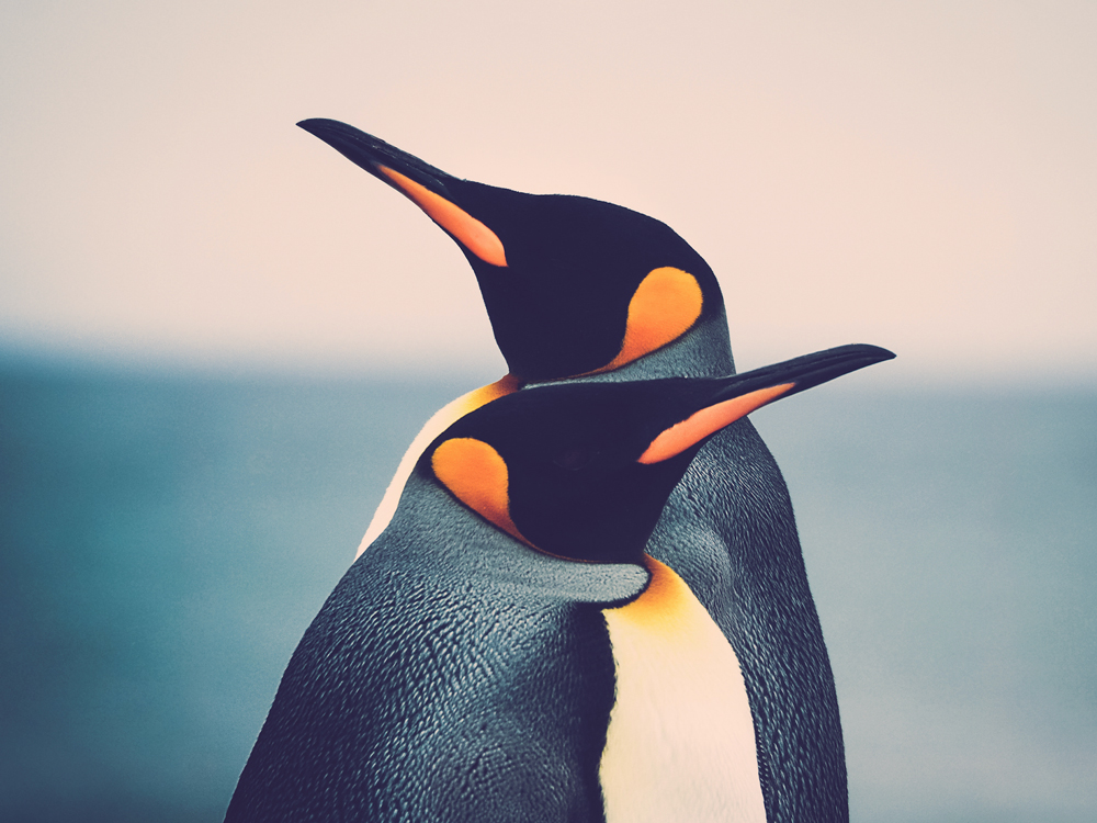 London Aquarium Reports They Have Two Same Sex Penguin Couples Edge United States